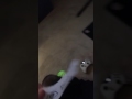Reupload Destroying A Dora VHS Part 2