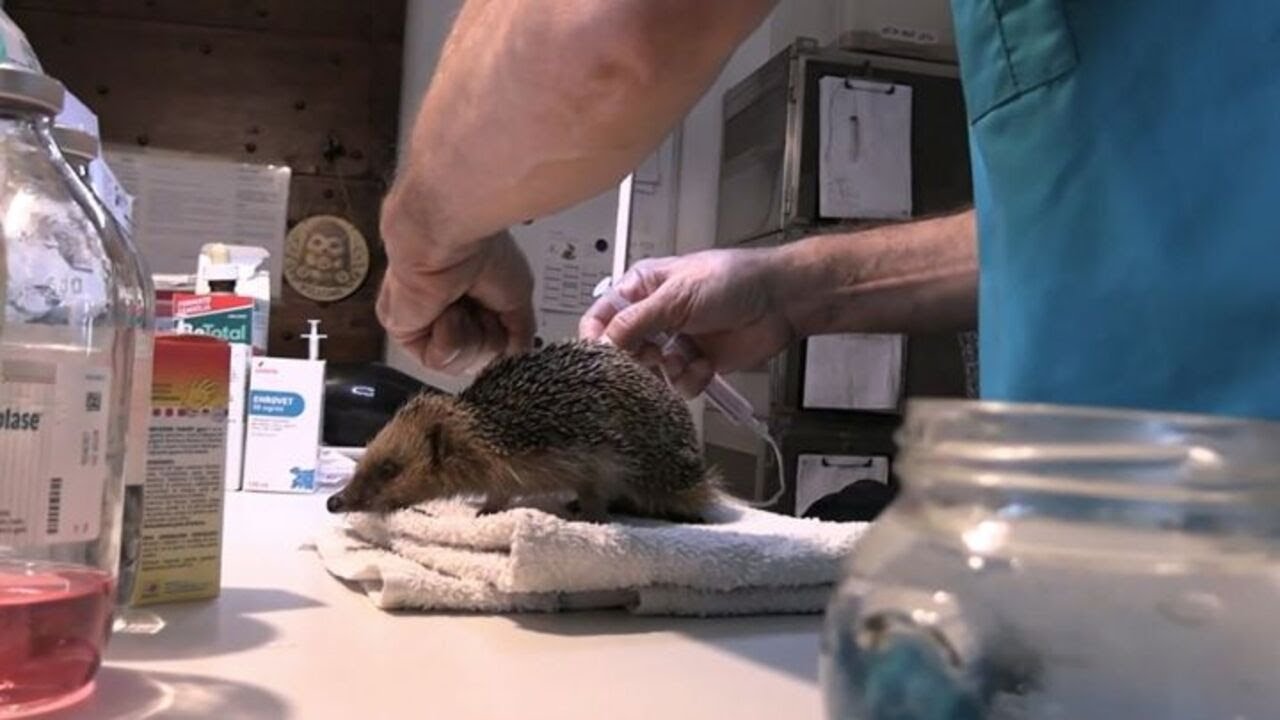 Riscaldamento globale, emergenza ricci al Centro di recupero "La Ninna"