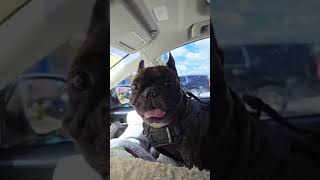 Happy Friday!! Quick Mario Update❤️🐾🙏 Happy Friday!! Quick Mario Update❤️🐾🙏