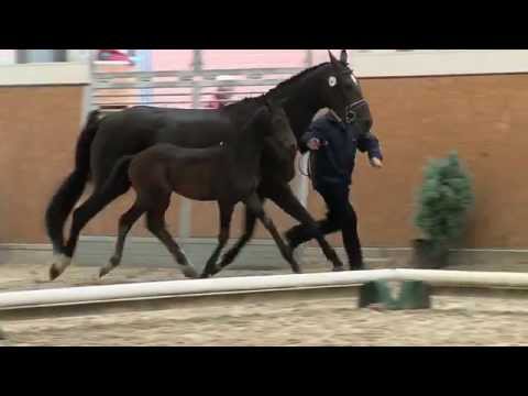 Stf v Bordeaux x Don Primero