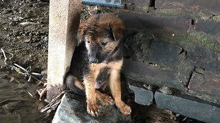 Pets Rescue | Rescue The Little Dog Abandoned Wandering Under The Bridge Alone No One Cares