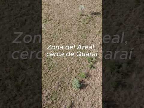 El Butiazal del Pampa brasileño