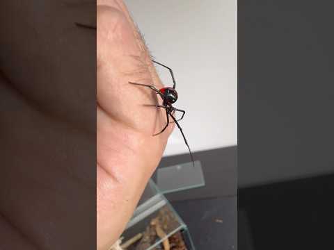 Prawdziwa wdowa na spacerze 🥶 Lacrodectus menavodi #spider #dangerous #blackwidow