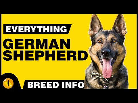 Everything About - GERMAN SHEPHERD | Dogs 101 - Dog Breed Information & Facts