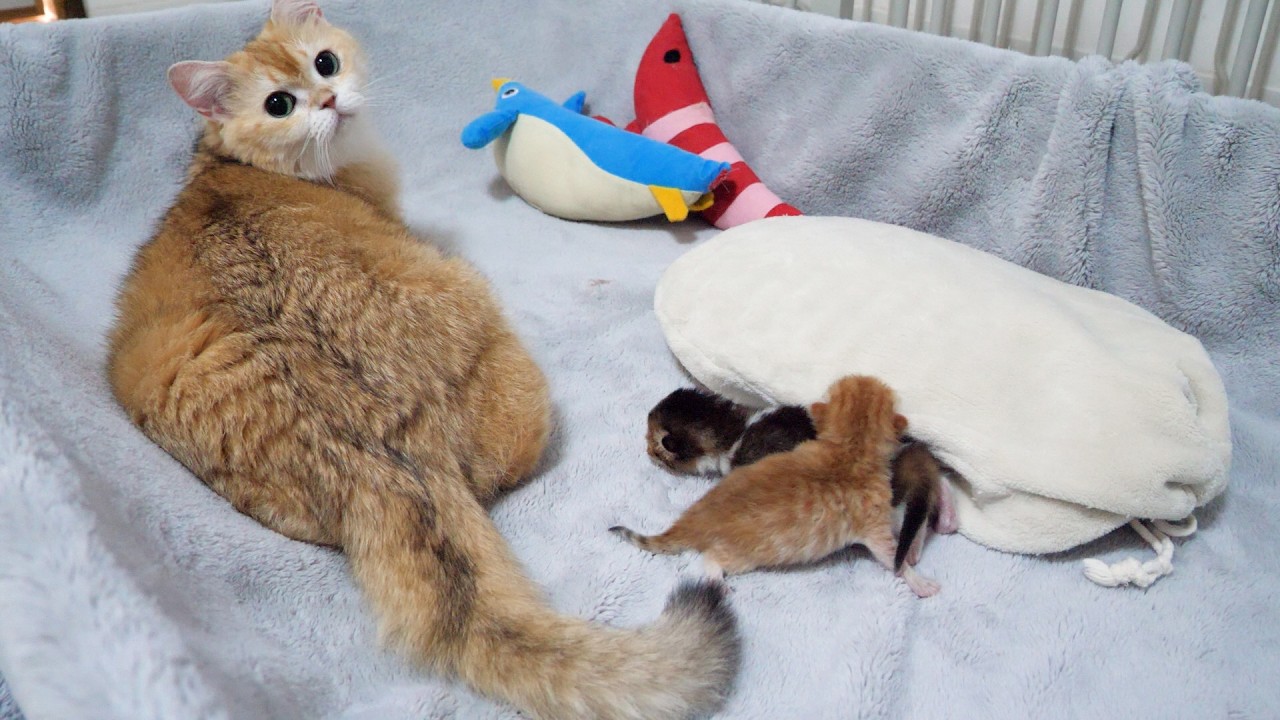 Cute little kitten running around everywhere looking for its mom...