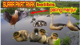 Download lagu SUARA PIKAT ANAK BELiBIS#SANGAT AMPUH MEMANGGIL SANG INDUK!!5 MENIT LANGSUNG DATANG mp3