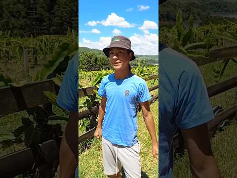 Terceira colheita de pitáias em Cerro negro SC. #colheitas #pitaias