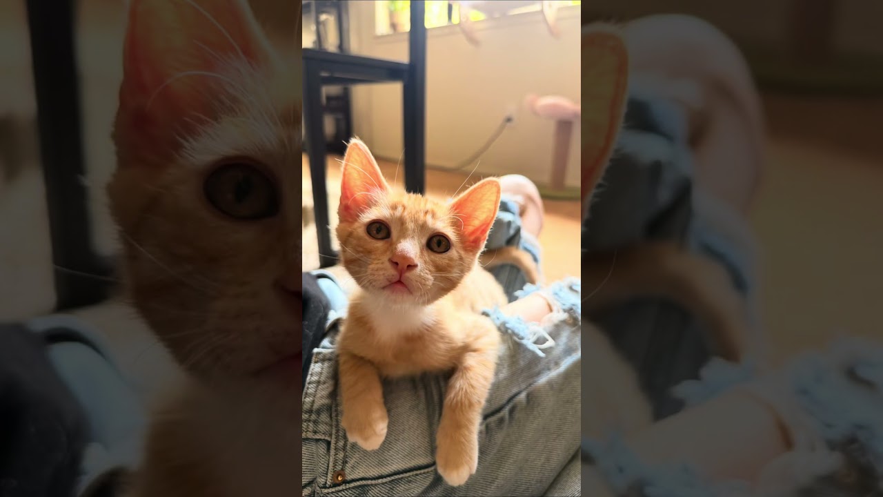 Enlarge Philly & Genny- Celebrity Kittens, a ADOPTABLE mixed breed in Rocklin, CA video 5/5