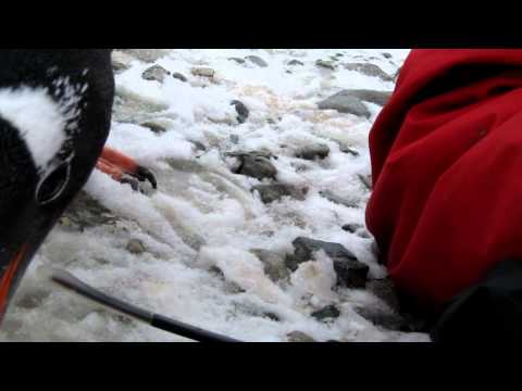 Antarctica - Penguin vs human