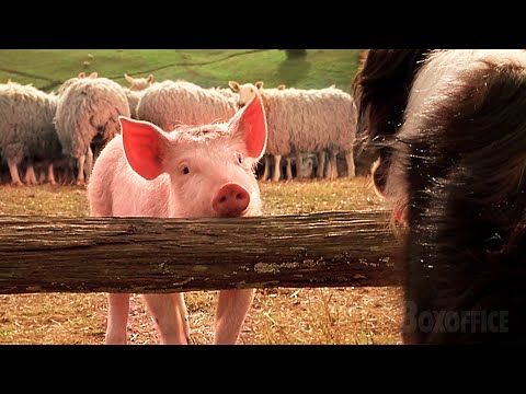 Babe the Pig Learns to be a Sheepdog