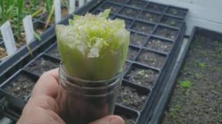 How To Regrow Lettuce From Food Scraps (5 day Time-Lapse)