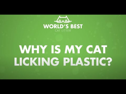 Why Your Cat Keeps Licking Plastic