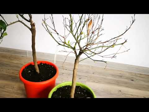 O.213 Citrus trees drying out? What to do? Leaves falling off. Correction and pruning of citrus t...