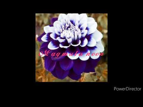 💕Sayo lang with lyrics 💕