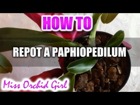 Repotting my first Paphiopedilum Part 1