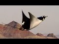 Mobula Rays Belly Flop To Attract A Mate Shark Episode 2 Preview BBC