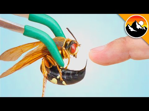 1st YouTube video about are cicada killer wasp dangerous