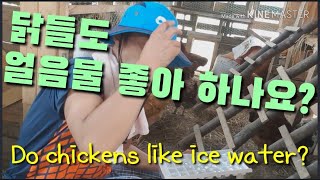 불볕 더위 닭들에게 얼음 VS 얼음물. 폐사 방지 Do chickens like ice water?