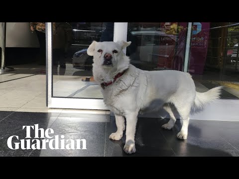 This Loyal Dog Waited For Her Owner Every Day In Front Of The Hospital And It's The Most Heartwarming Thing You'll Watch Today