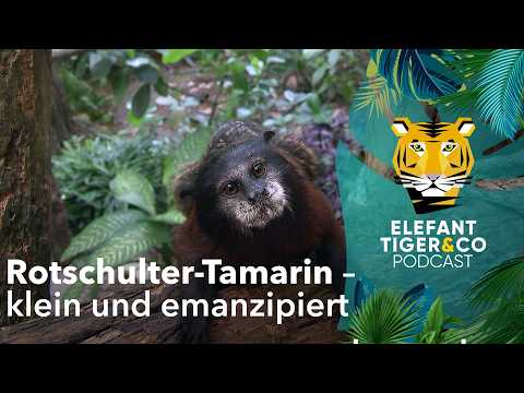 ETC-Podcast: Rotschulter-Tamarin – klein und emanzipiert | Elefant, Tiger & Co. | MDR