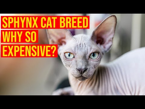 Sphynx Cat Breed 101, All facts/ All Cats