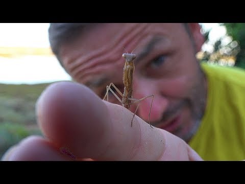 Mantis Shrimp: fotografie, forța de impact