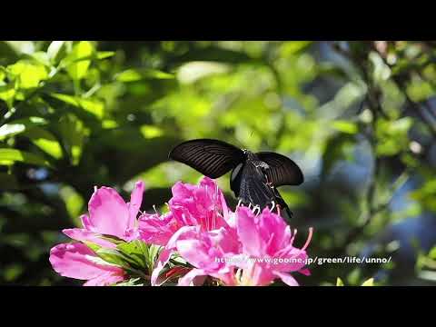 クロアゲハ ツツジに舞う　OM-1　240fps