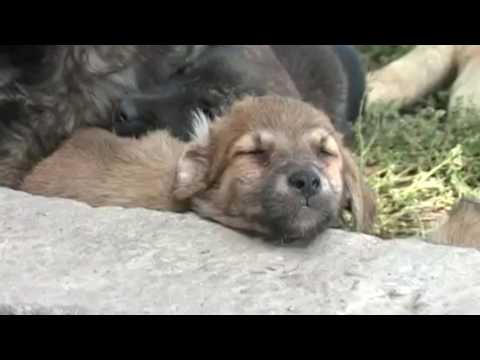 Știre Etv/ 13.07.2017 – SOLUȚIA PRIMĂRIEI PENTRU CÂINII COMUNITARI