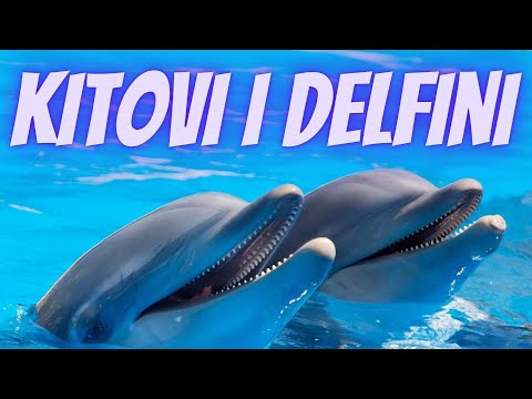 Kitovi i Delfini: Najlepši Ukras Okeana