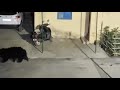 Three Wild Bears Walk Into A Police Station In Chhattisgarh IPS Officer Shares Video