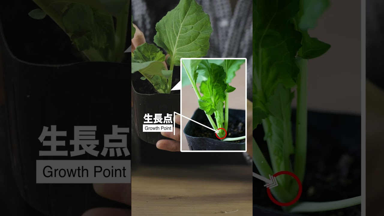 徒長苗はなぜ悪いのか？