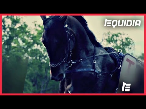 LE CRITÉRIUM DES 5 ANS SUR EQUIDIA ! | Bande-Annonce