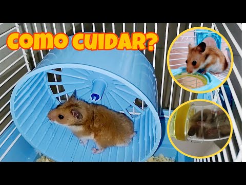 Ganhei um hamster! Como cuidar? dia dia - Mariana veras