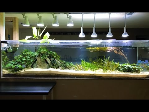 240 Gallon Planted Discus Tank January 2017 - Teardown and Rescape