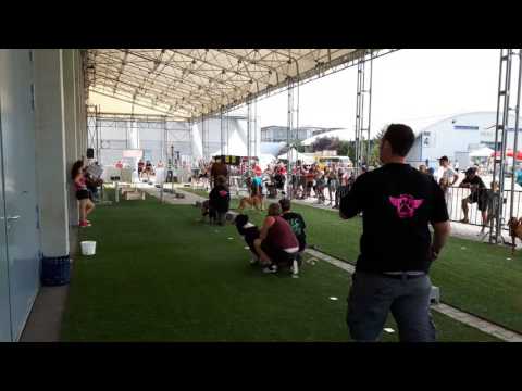 Flyballturnier Arena Nova 2016
