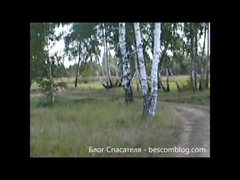 В лесу возле озера Горькое