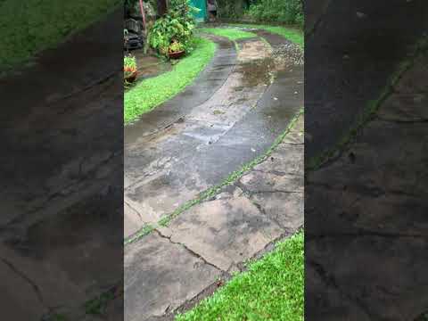 Kamuning..... the fragrance permeates all over Elad’s garden.