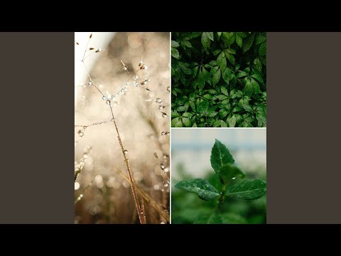 Thrilling Rainy Day Moods