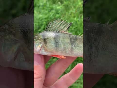 Angeln auf Aal und Zander #Short#Angeln #Aal#Zander