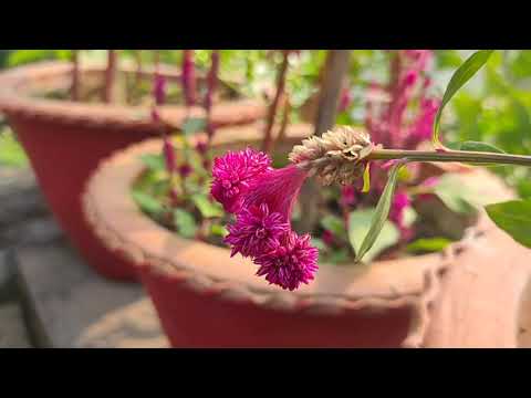 Winter Flowers 🌹💐🌹| Part 1 | Dyuti's Garden