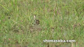 ジャワアカガシラサギとアカガシラサギの奇跡のツーショット(動画あり)