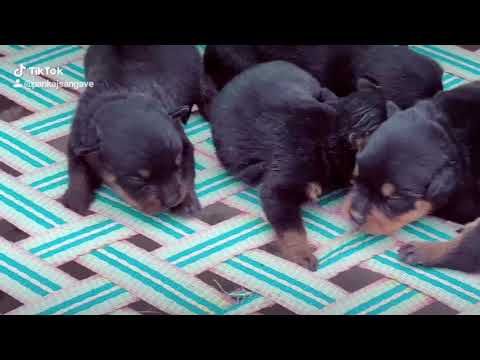 Rottweiler Puppies available for Sell, Location Osmanabad MH25, PANKAJ SANGAVE 9890777809