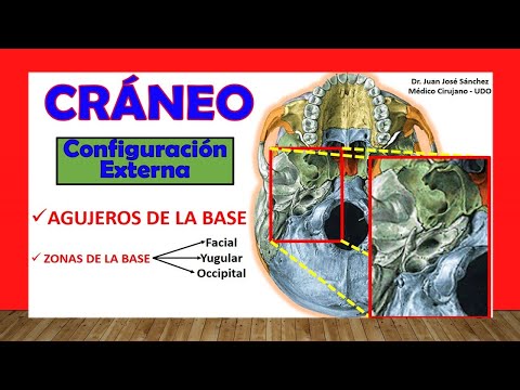 🥇 FORAMEN AT THE BASE OF THE SKULL. External Configuration. Cranial Vault.