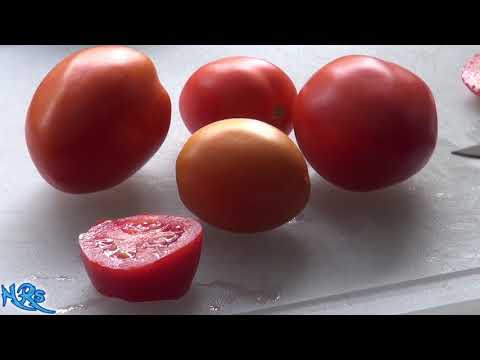 , title : '⟹ Rio grande tomato | Solanum lycopersicum | Tomato review 2018'