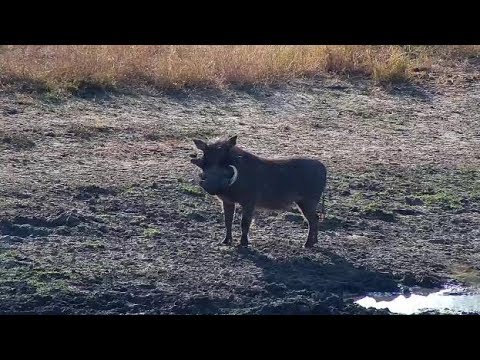 Djuma  Warthog male - 06/16/19