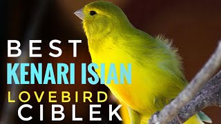 Download lagu Kenari isian,lovebird,ciblek mantap buat pancingan dan masteran mp3 Download lagu Kenari isian,lovebird,ciblek mantap buat pancingan dan masteran mp3