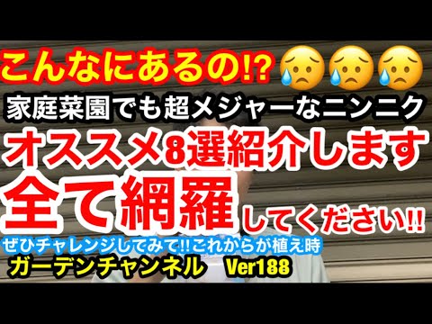 園芸 ゾウニンニク、大頭ニンニク、オリエンタルニンニク
