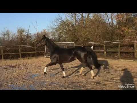 2016 mare by Don Romanov x Warkant