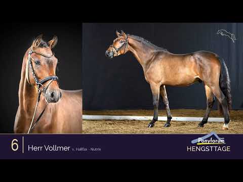 Ponyforum Hengsttage Nr. 6 HERR VOLLMER * 2018 v. Halifax