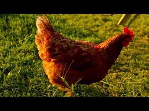 3 Knoll Court, Gaven, QLD 4211, 4 Kuwarto, 2 Banyo, Lifestyle Section